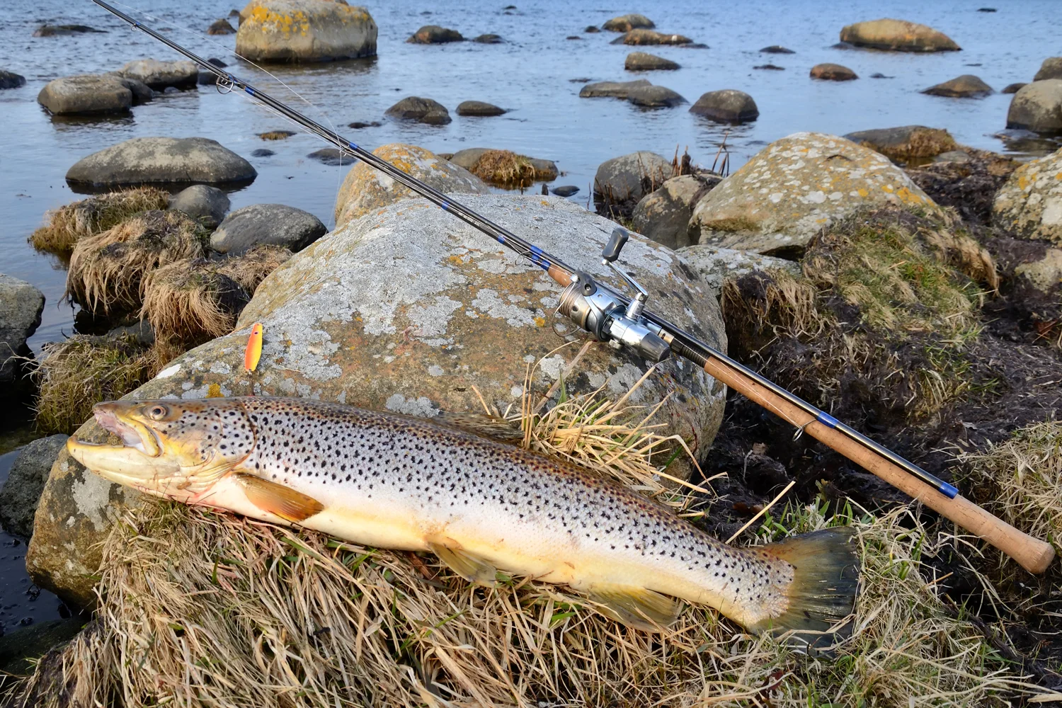 Sea Trout