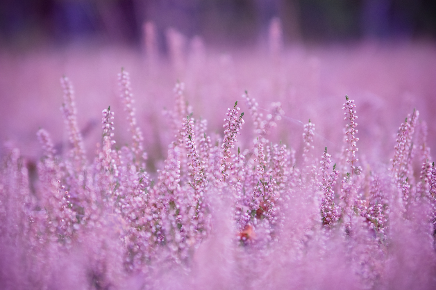 Of all the Hvaler islands, is Asmaløy the one island with the largest continuous areas of coastal heath. 