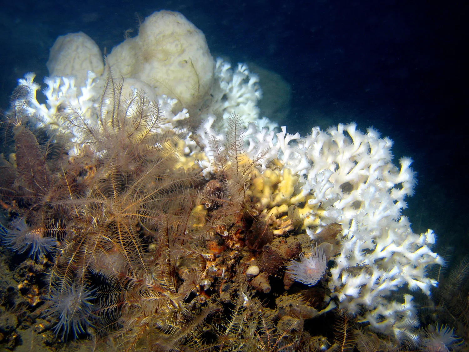 Kosterhavet is Sweden’s first marine national park. Forests of kelp and meadows of swaying seagrass wait beneath the surface. Crabs and lobsters crawl along the sea floor, and shoals of mackerel dart through the salty water. In the dark depths, stony corals, brachiopods and sea-pens hide. UW-photo by Tomas Lundälv. The image was taken with a camera mounted on the ROV (Remote Operated Vehicle, an unmanned submersible).