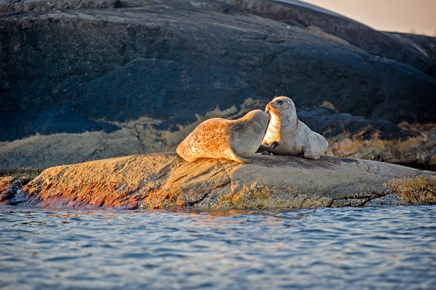 Seals