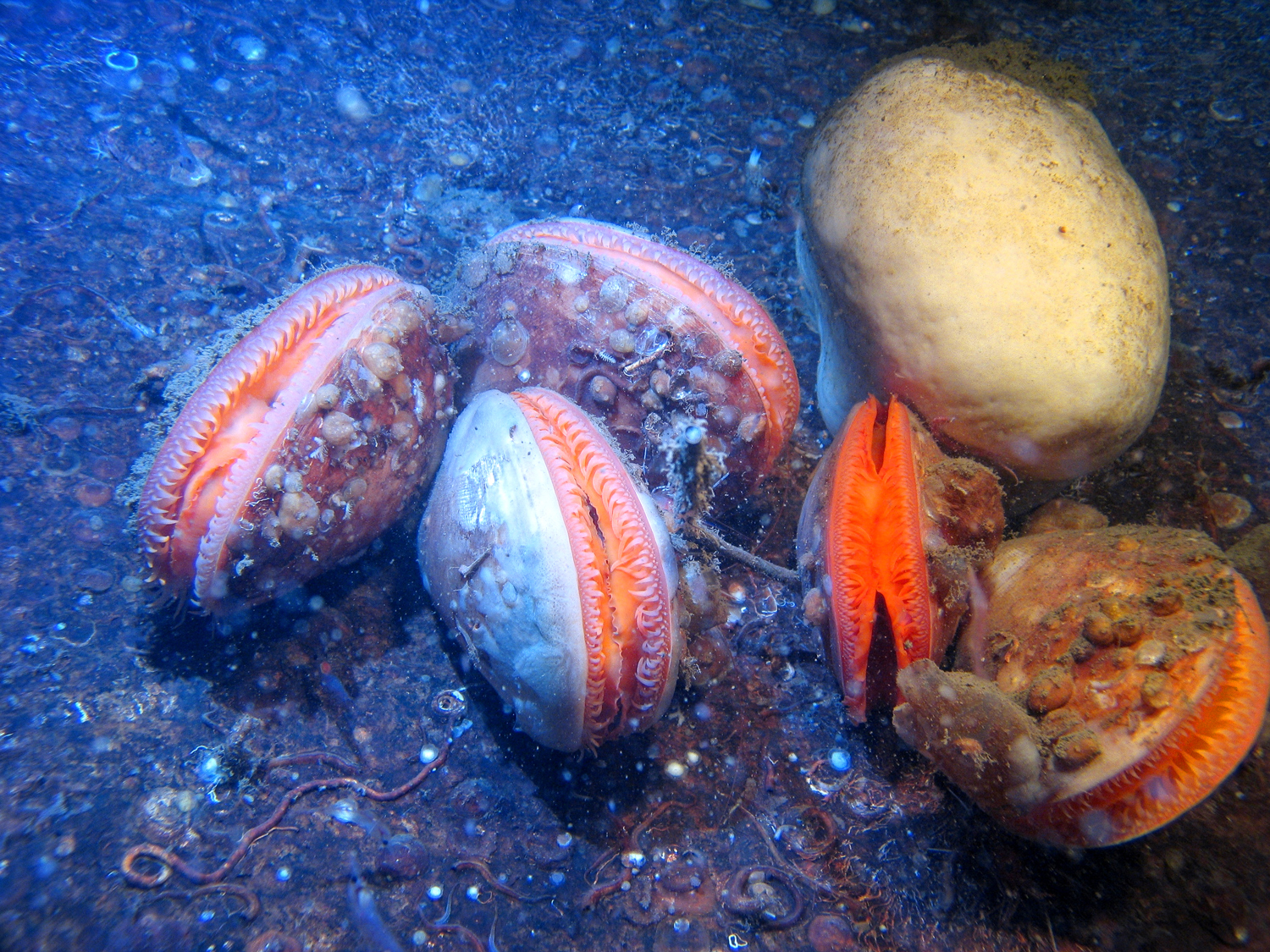  &nbsp;European&nbsp;giant file clams&nbsp;can be up to 20 cm&nbsp;long. The white “ball”&nbsp;is a deep water&nbsp;sponge.  Photo:&nbsp;&nbsp; Tomas Lundälv&nbsp;och Lisbeth Jonsson  
