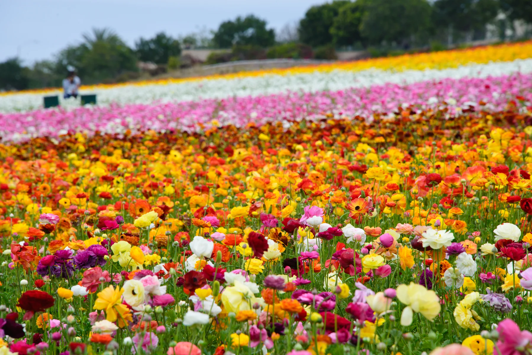 2016.04.10  daygo2016 027-web.jpg