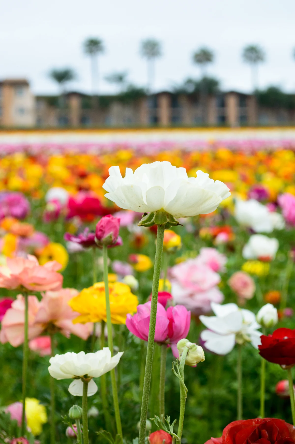 2016.04.10  daygo2016 030-web.jpg