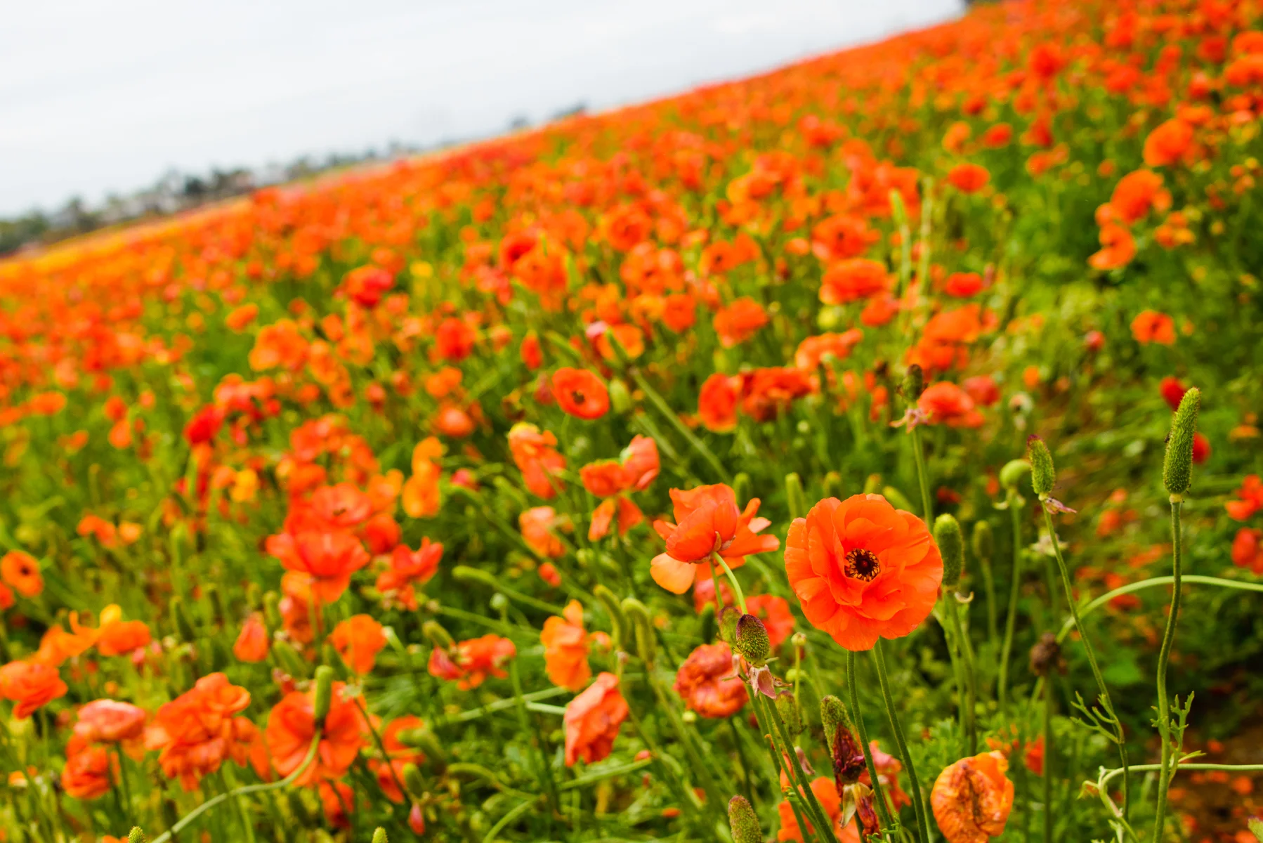 2016.04.10  daygo2016 031-web.jpg