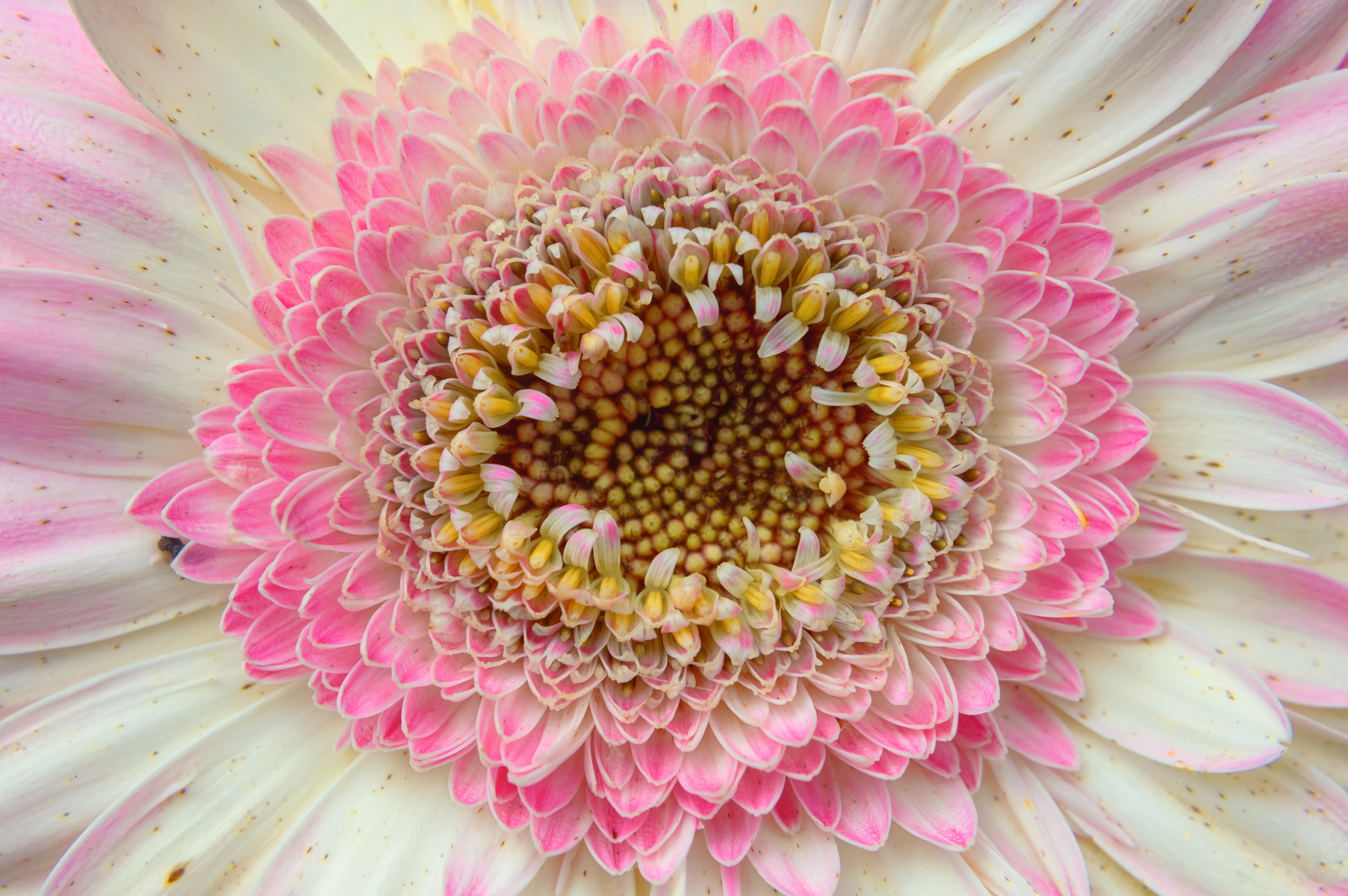 2016.04.10  daygo2016-2742.jpg