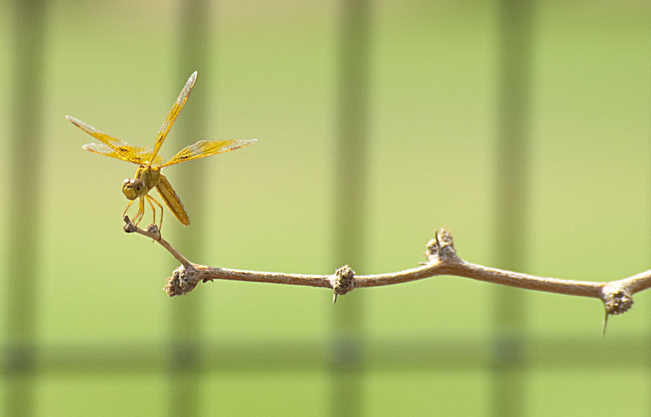 Yellow Dragonfly01.jpg