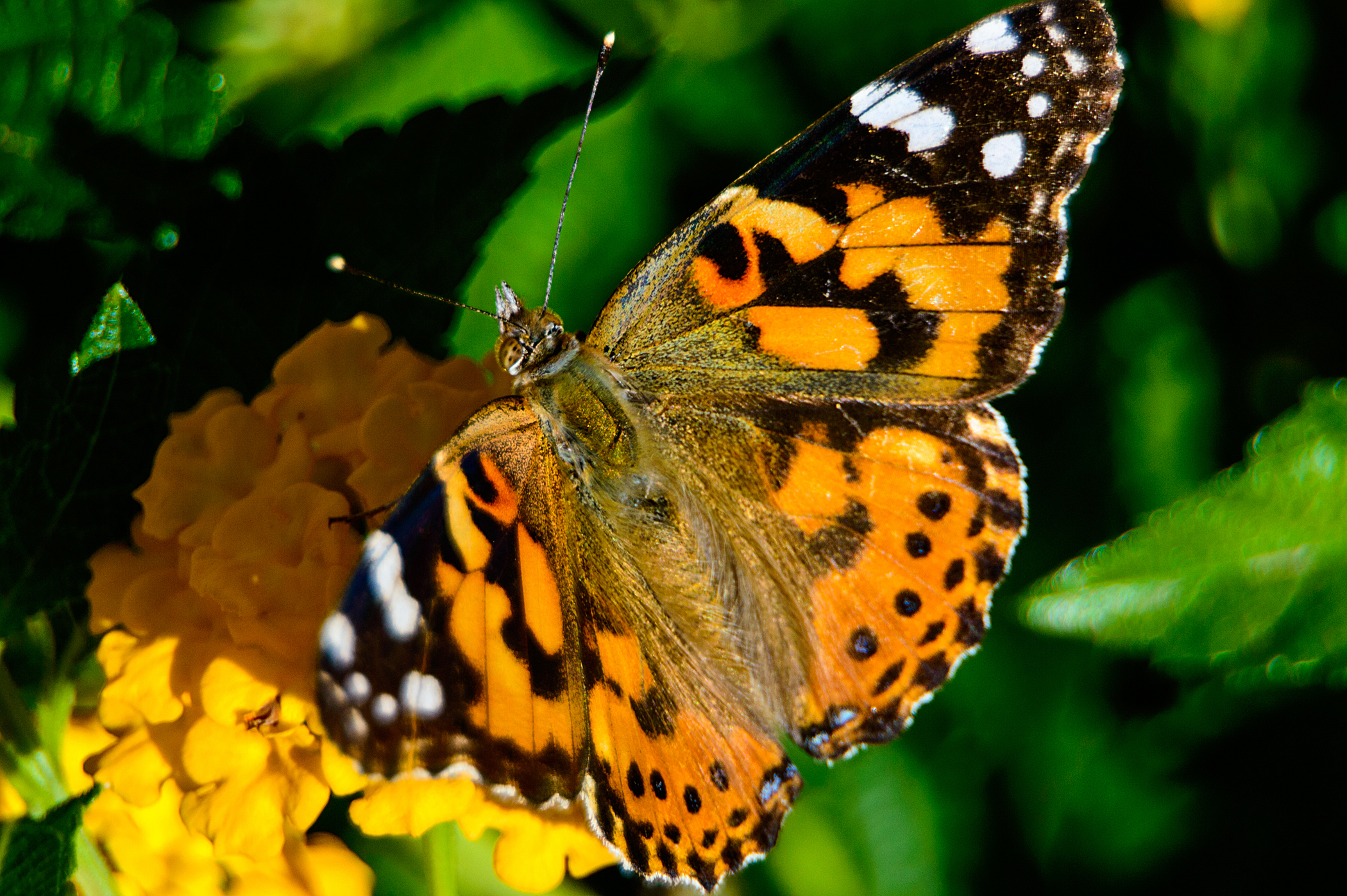 2013.10.11 Macro Shoot-31 (2).jpg