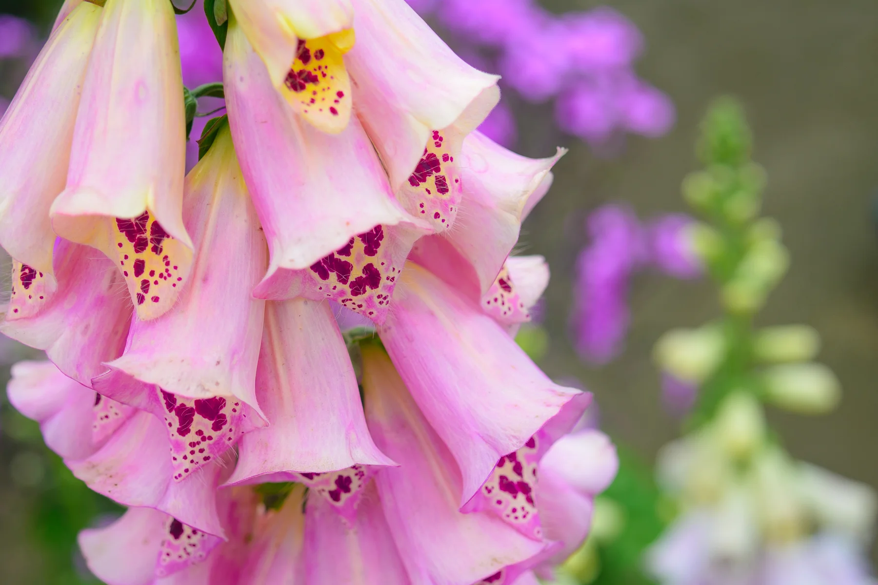 Foxglove
