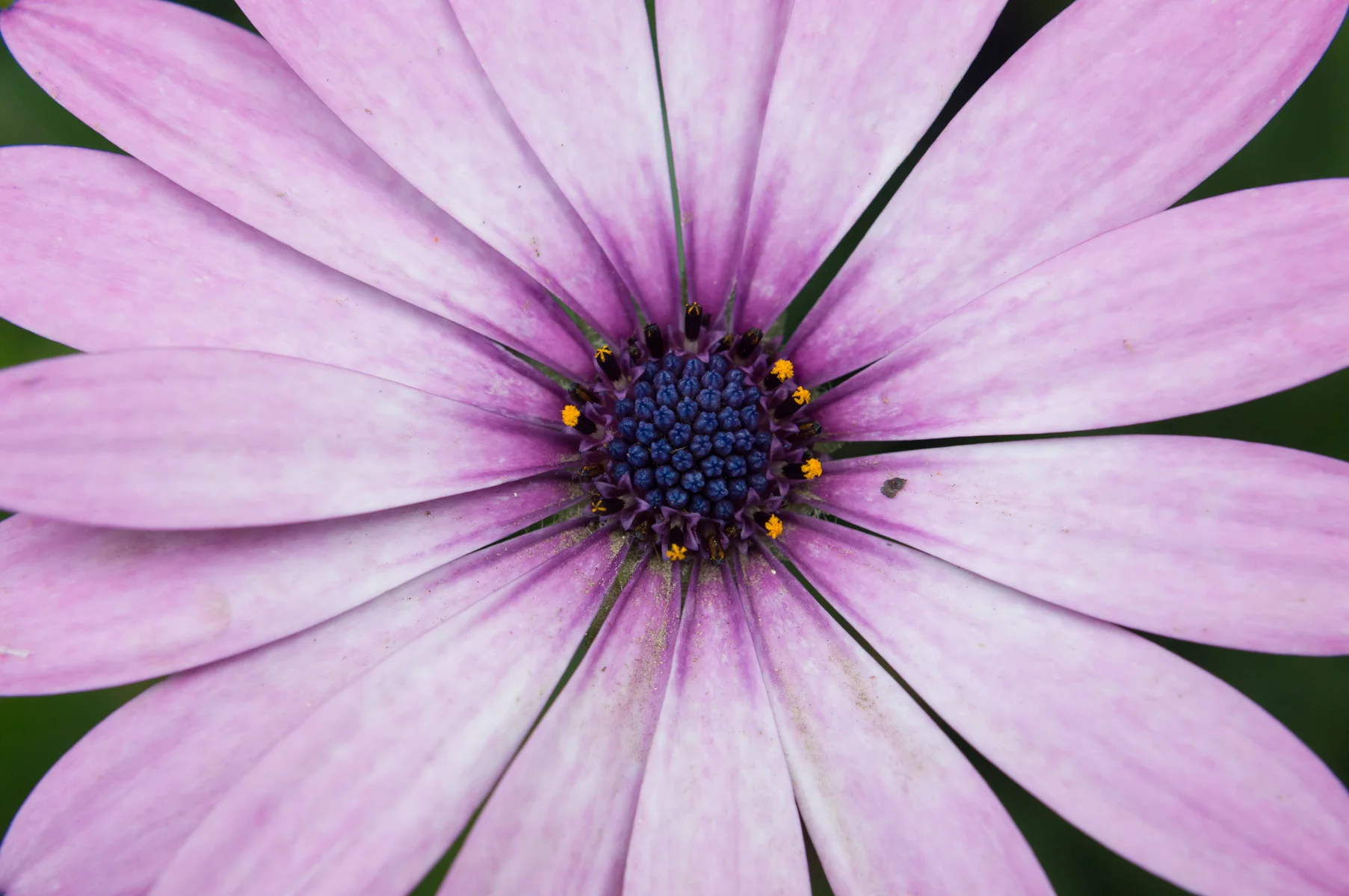African Daisy