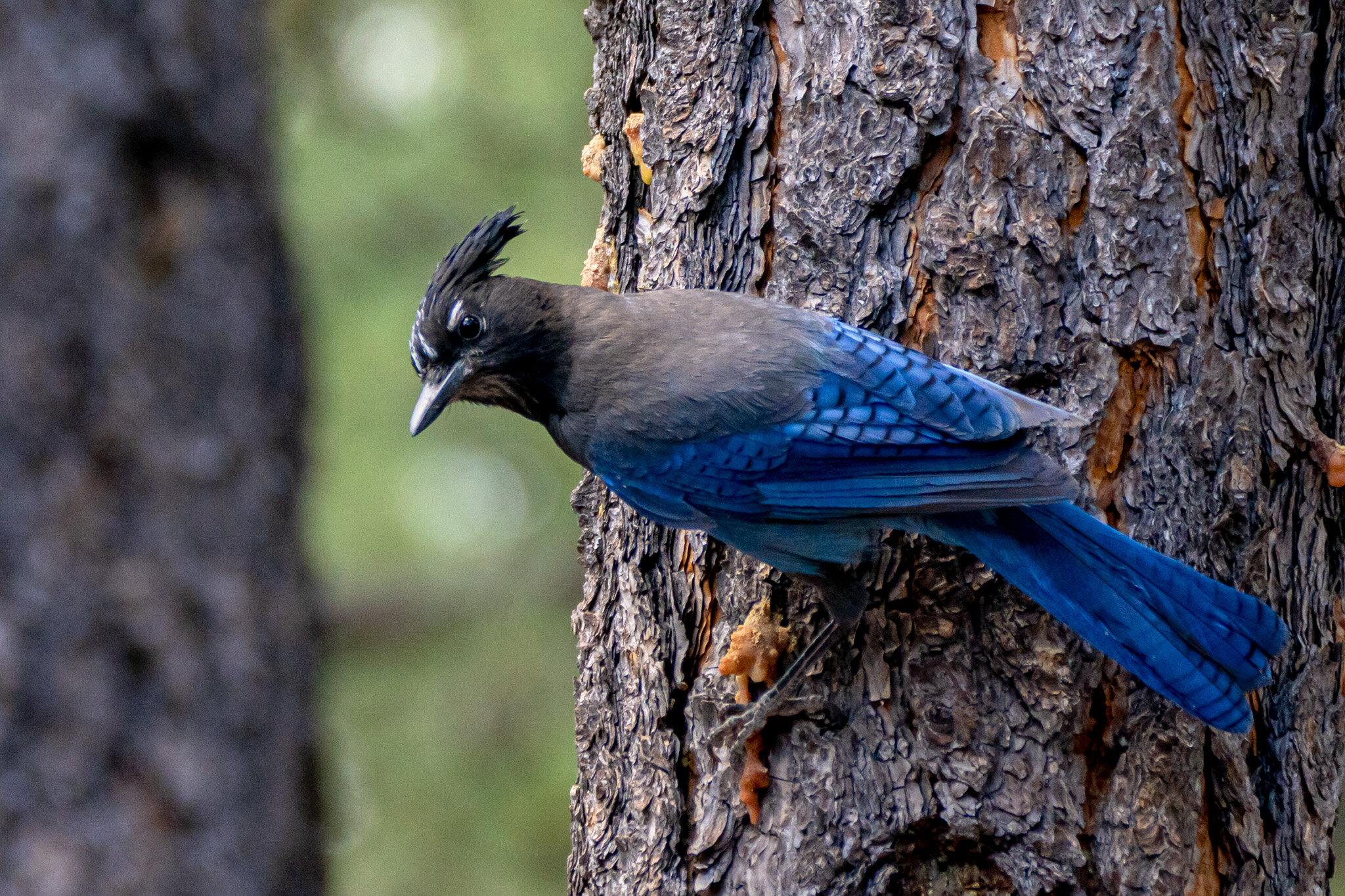 2020.06 Flagstaff-Bearizona-00653-FB.jpg