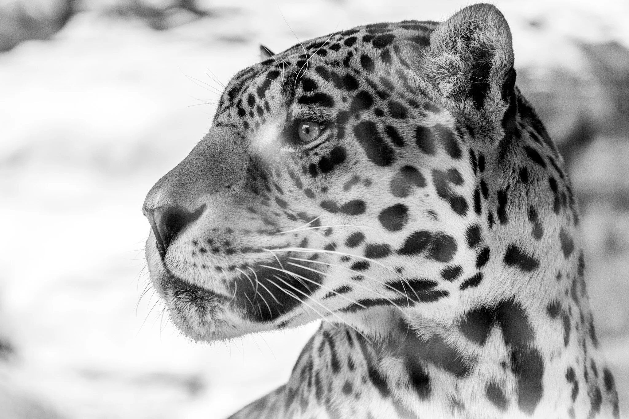 2020.06 Flagstaff-Bearizona-01341-FB.jpg