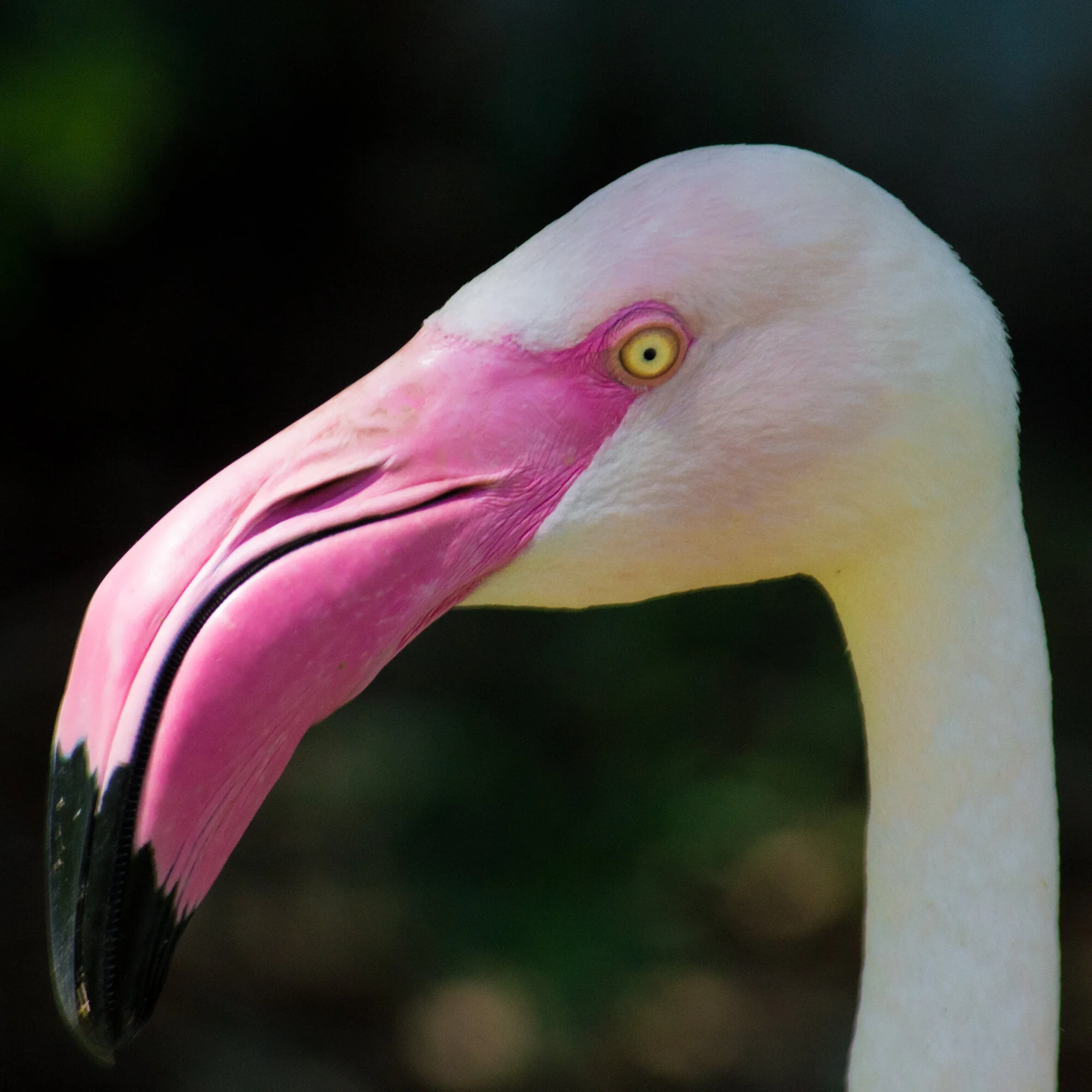2014.04.13  Zoo Lili-72.jpg