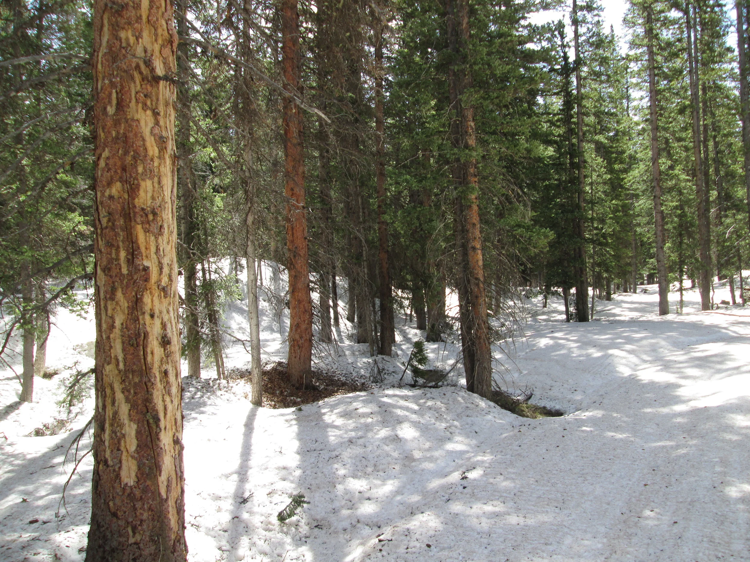 Considerable snowpack remained in the dark timber at the Skyway Nordic Ski Trail system, on the approach to the Grand Mesa CODOS site. Spruce beetles are actively attacking this forest, as seen in the two trees on the left of the image.