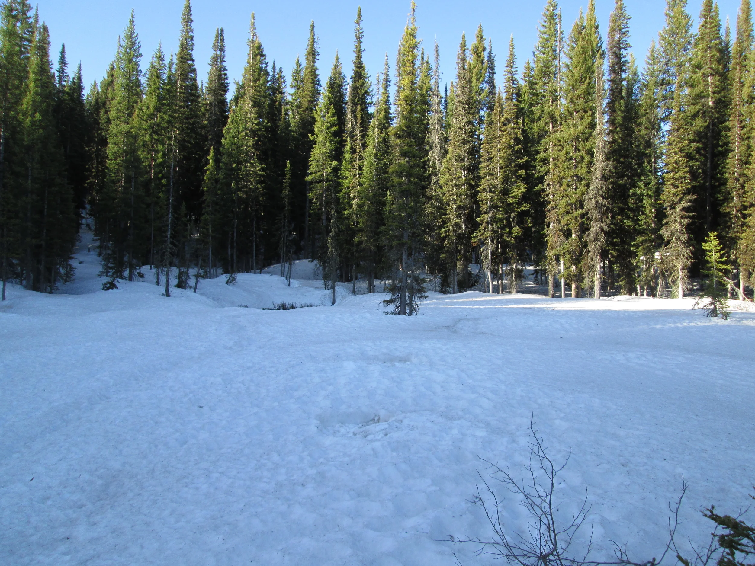 The CODOS Rabbit Ears CODOS snow pit site is located in a large wet meadow surrounded by heavy and comparatively healthy forest. Evidence of our two prior snowpits is seen in the foreground, at 7:30 AM on June 4.