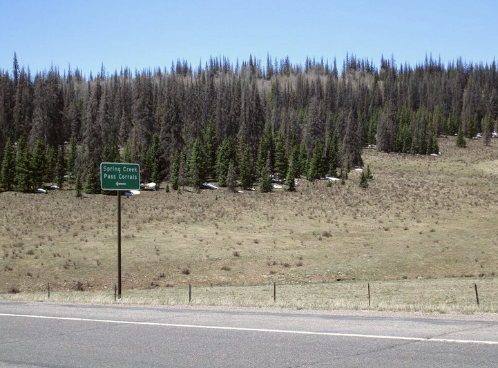The dry Spring Creek Pass CODOS snow profile site is seen in the distance, on the open slope in front of the trees still containing scattered patches of snow. “ALM” samples are not collected in forest cover due to the large quantities of vegetation debris in the snow. 