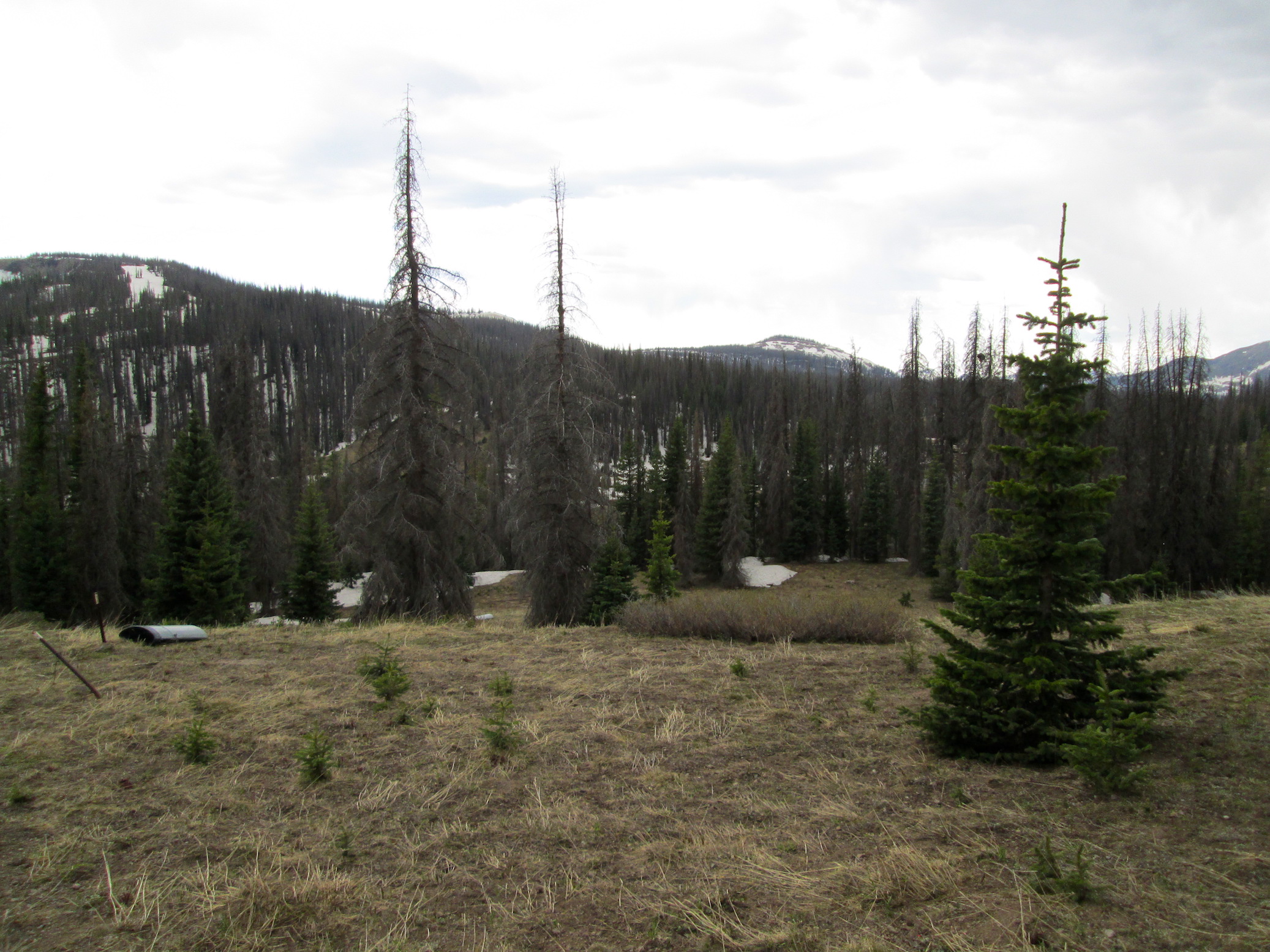 Wolf Creek CODOS sample area. Photo looking in southwest direction. 
