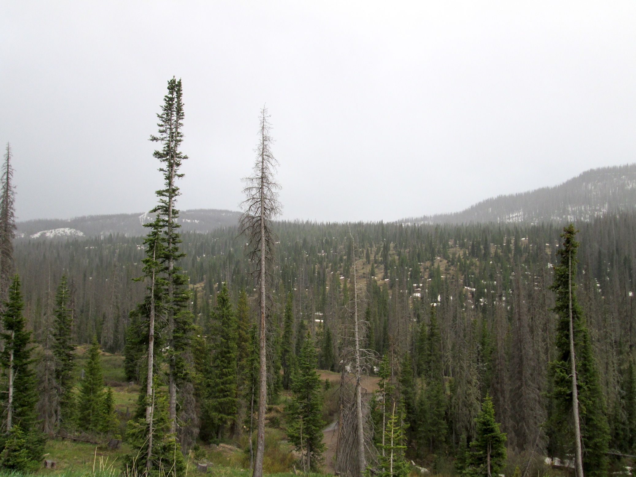 Photo taken ~9,600’, below Wolf Creek Summit. Snowcover diminishes quickly below 10,500’.