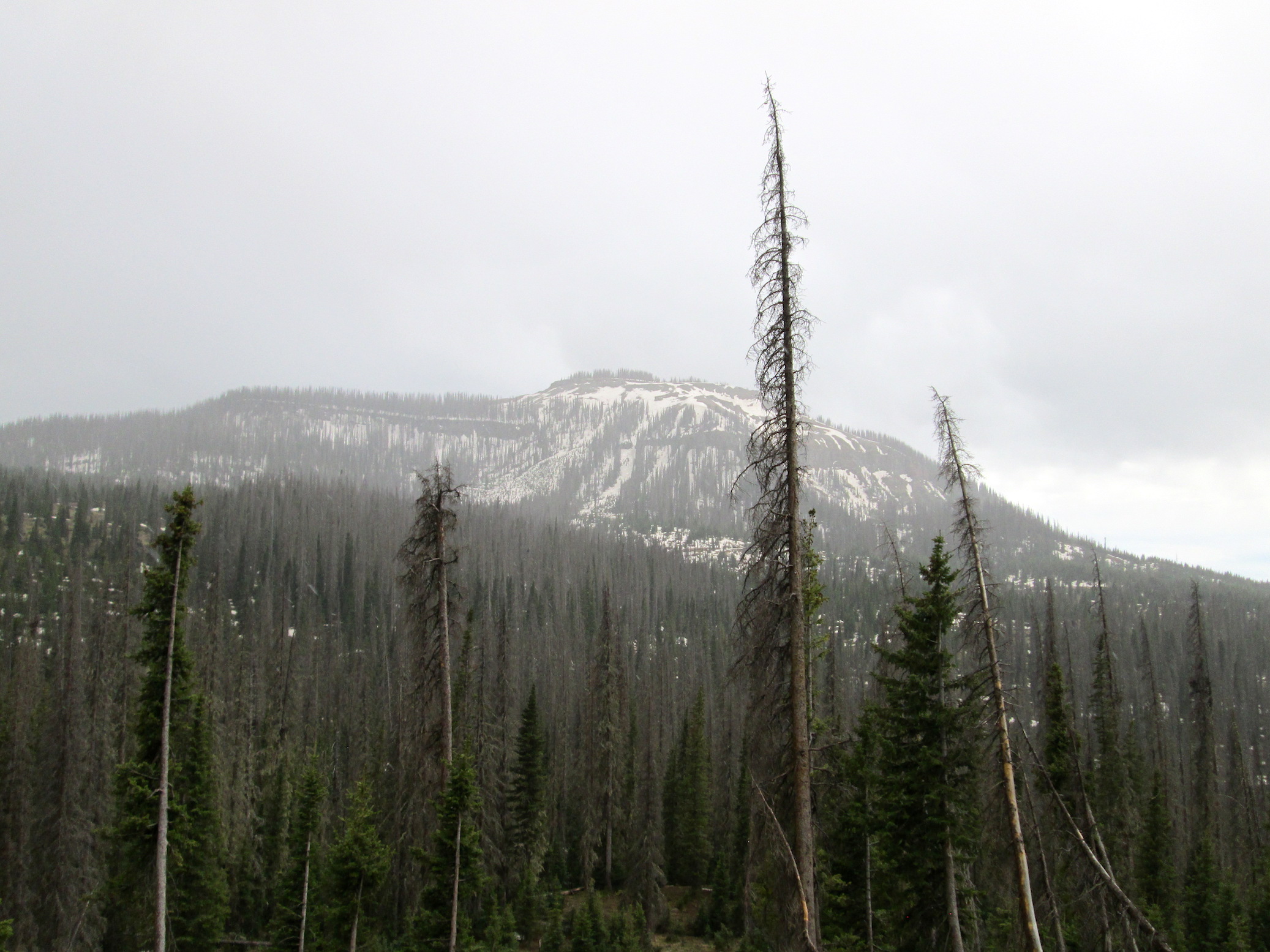 Below Wolf Creek Pass. Photo taken at 9,600’, looking southerly at 11,500’ peak.