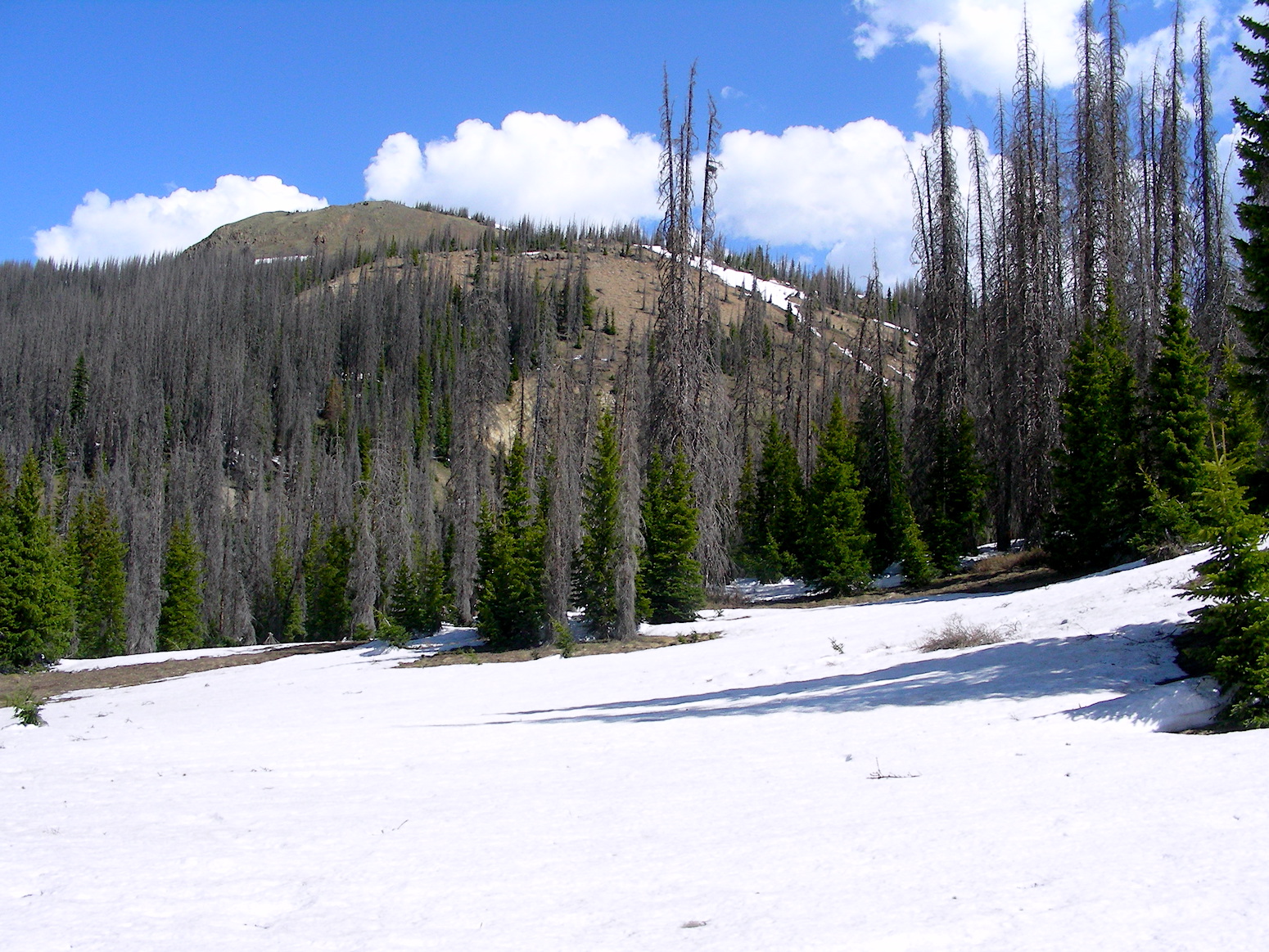 Wolf Creek Pass. Only the higher elevations still have snow.