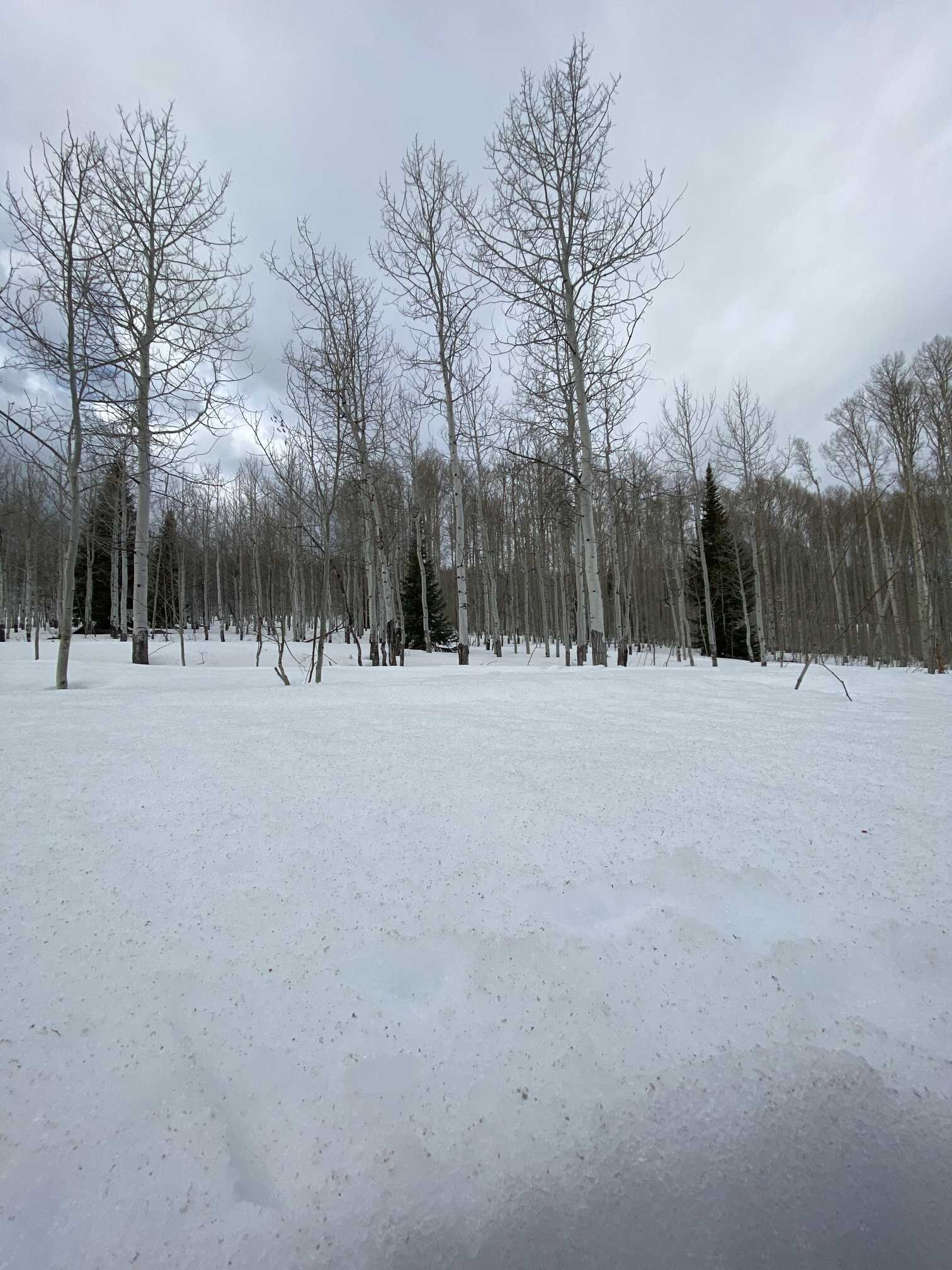 Jasper Thompson - mcclure snow surface.jpg