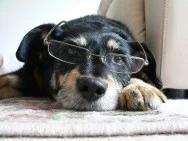Image of Mortgage Dog