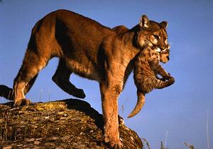 Image of Mountain Lion