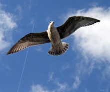 s_seagull.jpg