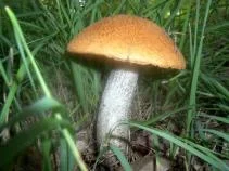 Image of Toadstool