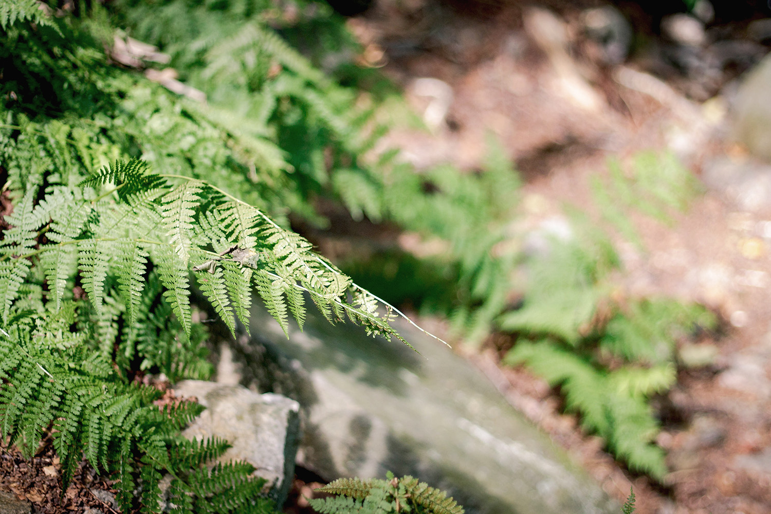 woodland ferns at onoko falls | image via: bekuh b.