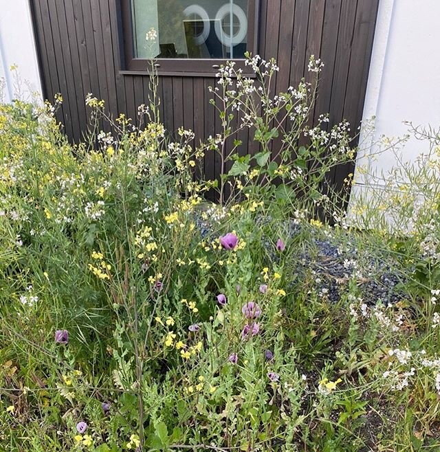 What a joyful and unexpected mix of wildflowers at our house at Point Roberts. Thanks to our neighbours for capturing the surprise in our side yard! #pandemicpointroberts