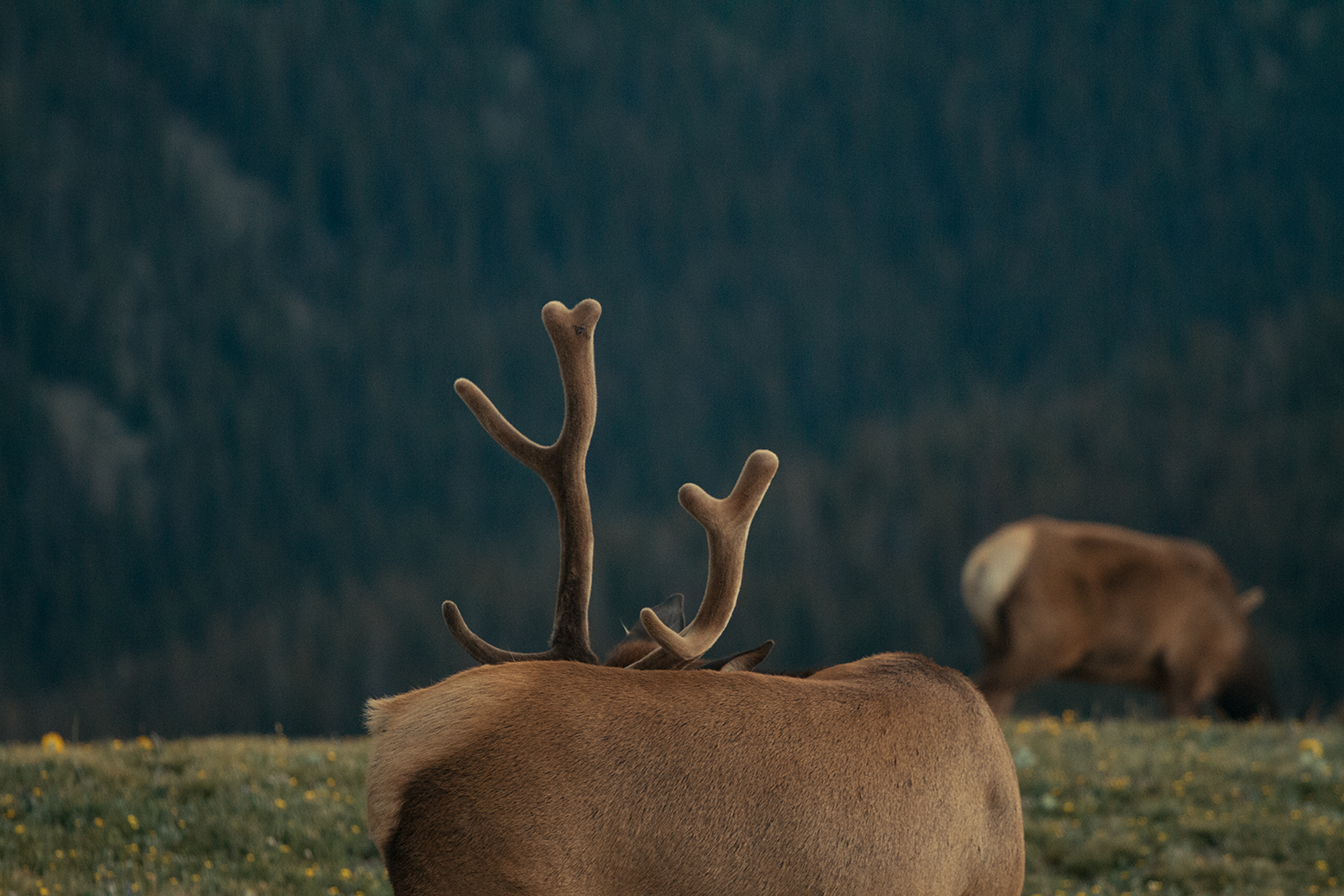 RhodesWeddingCo_Blog_Colorado_44.jpg