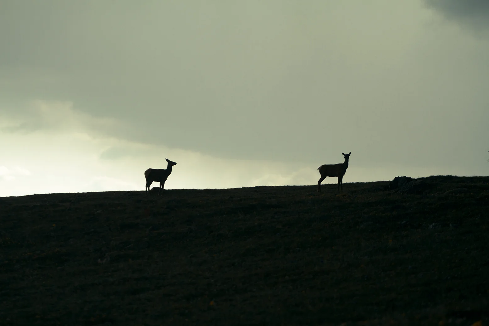 RhodesWeddingCo_Blog_Colorado_56.jpg