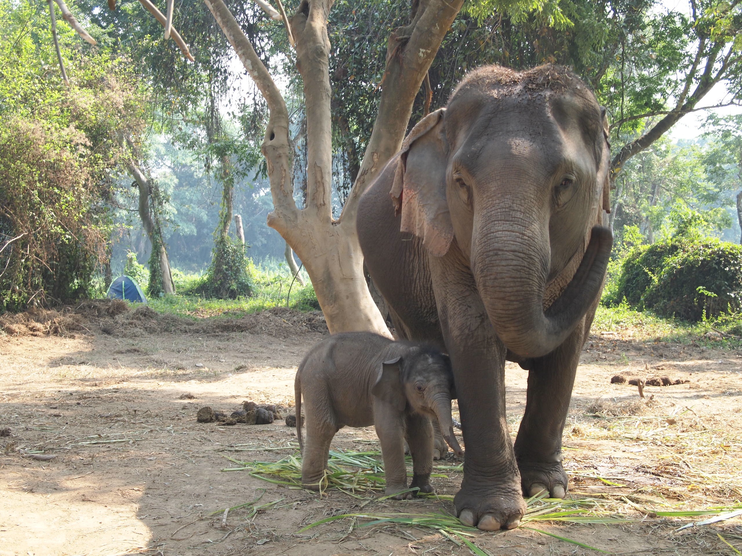 Meeting a two-week-old elephant