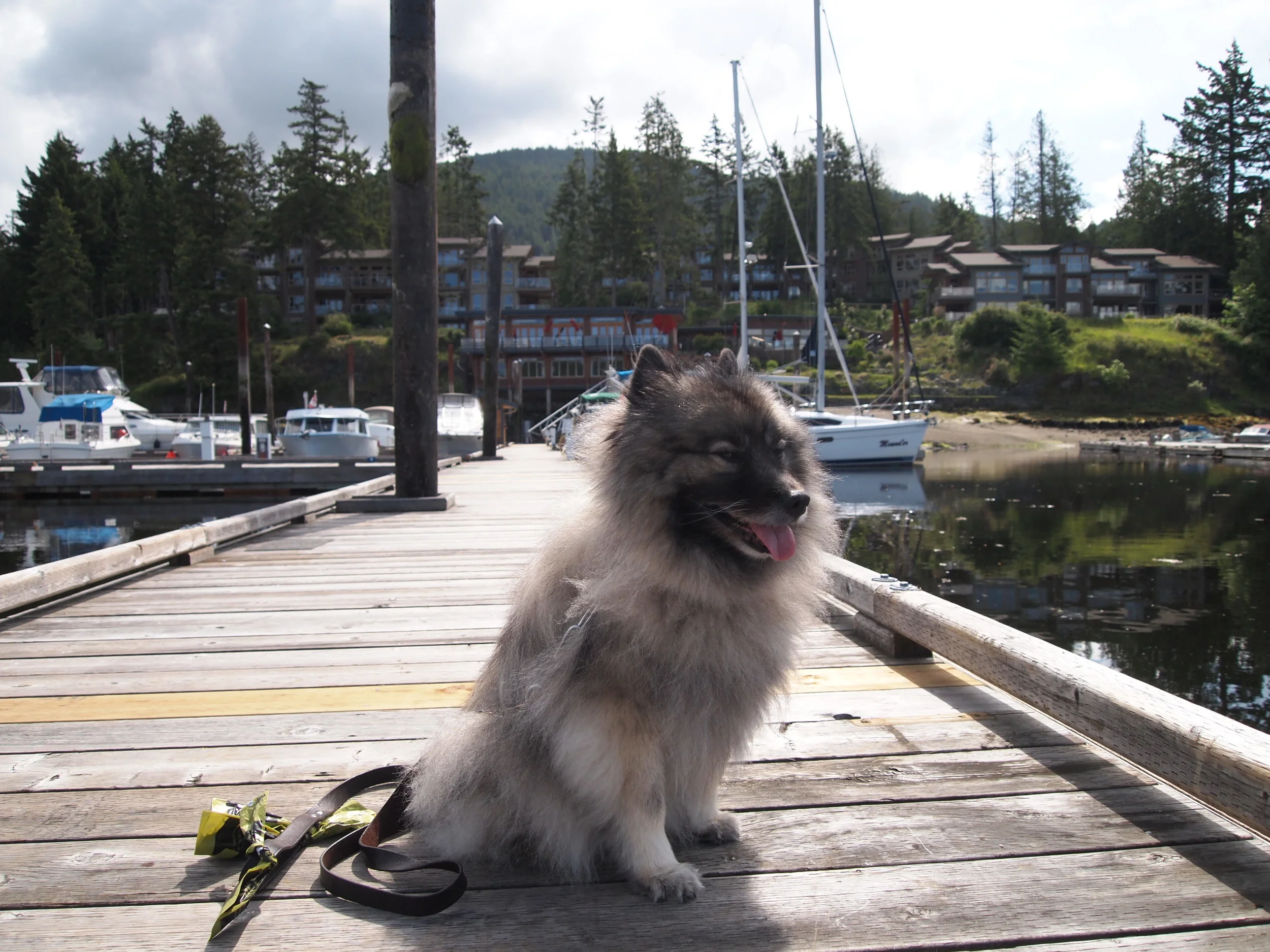 Dog Styler: Have Pup Will Travel