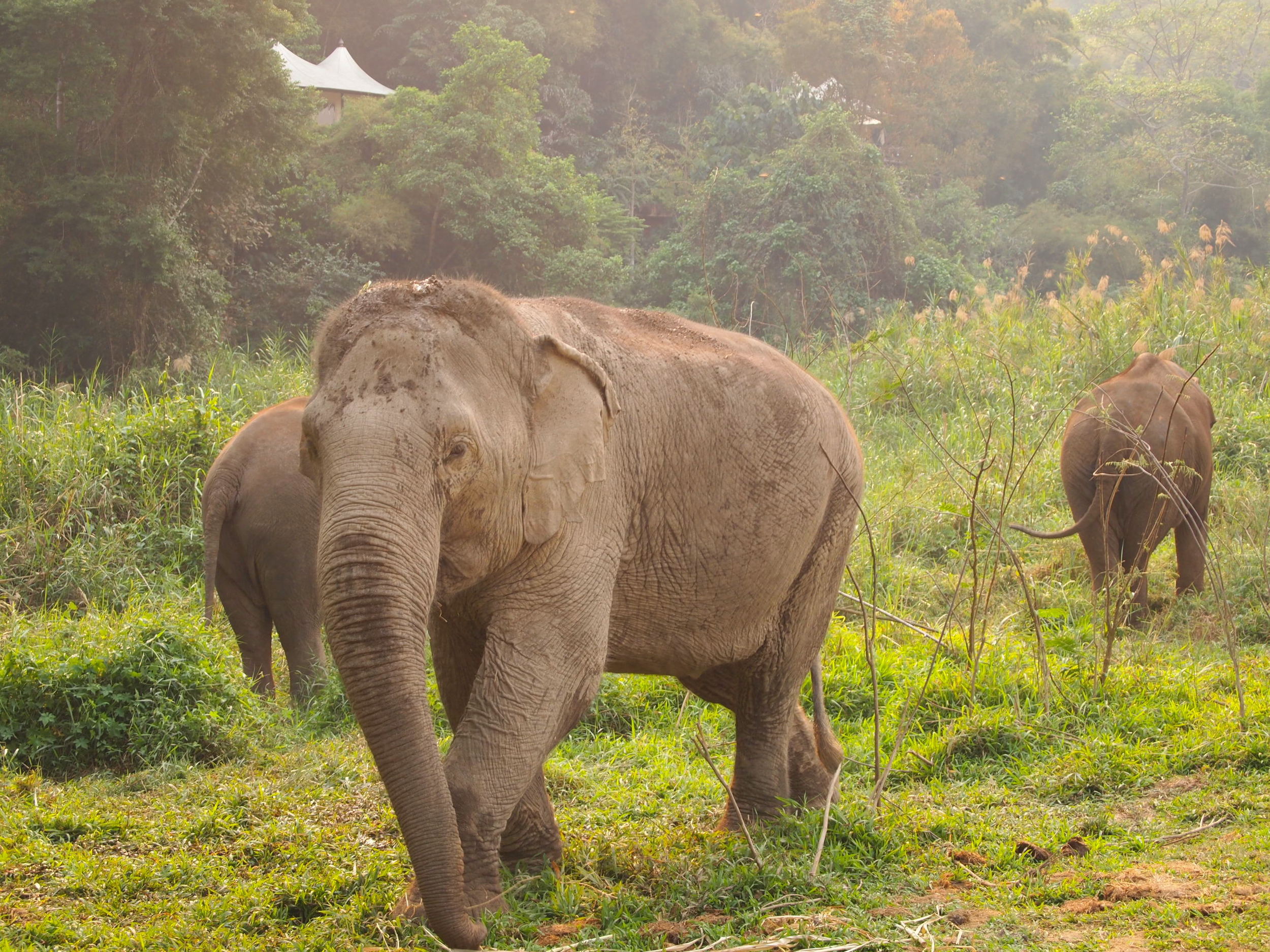  Thailand. Elephant-trekking and glamping where Thailand meets Laos and Myanmar at the  Four Seasons Tented Camp Golden Triangle .&nbsp; 