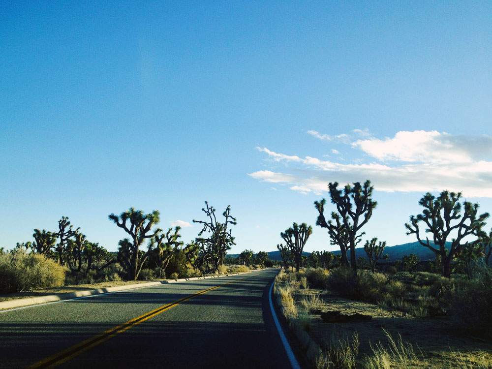 Driving through Joshua Tree National Park