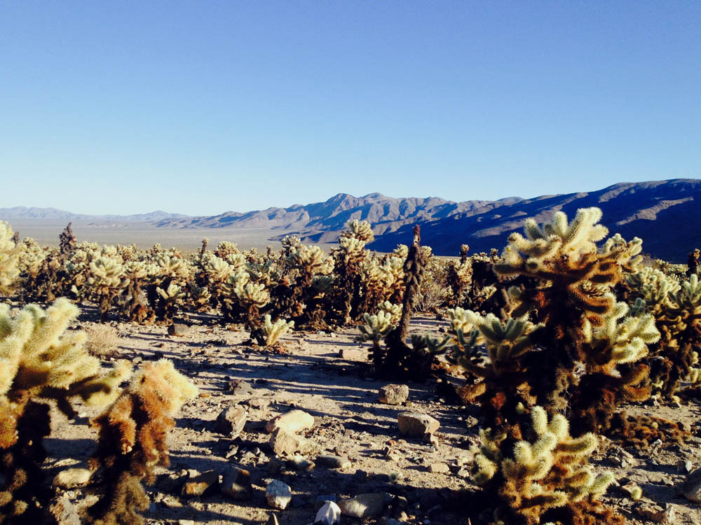 Cholla Cactus Garden