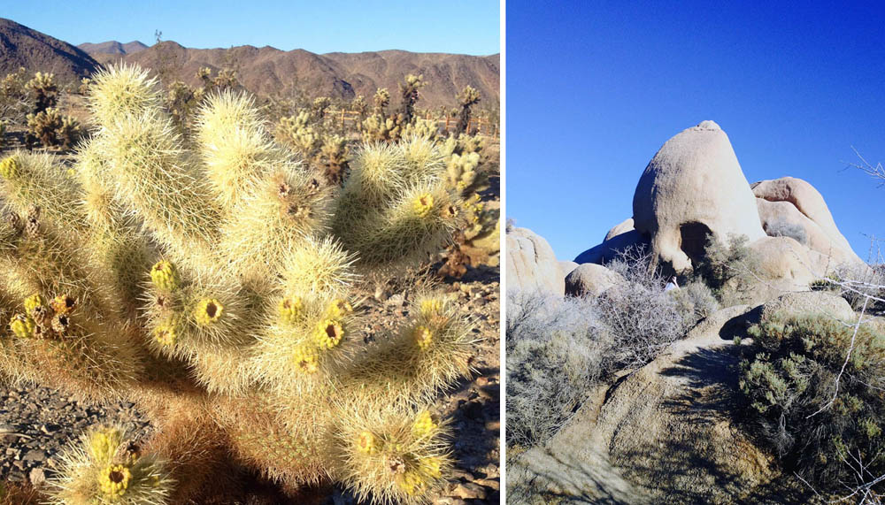 A cholla cactus and Skull Rock