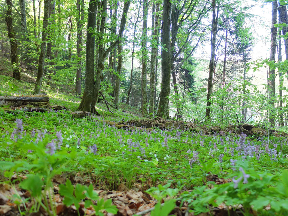 Plitvice is one of Croatia's seven UNESCO World Heritage Sites.
