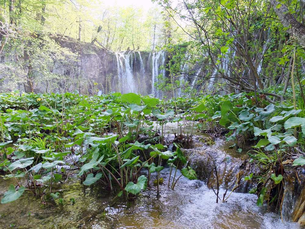 It's hard to believe that in 1991, the first shots of the Croatia-Yugoslavia war were fired in Plitvice. The Serbs controlled the park until 1995, which allowed the ecosystem to recover from years of visitors prior to the war.