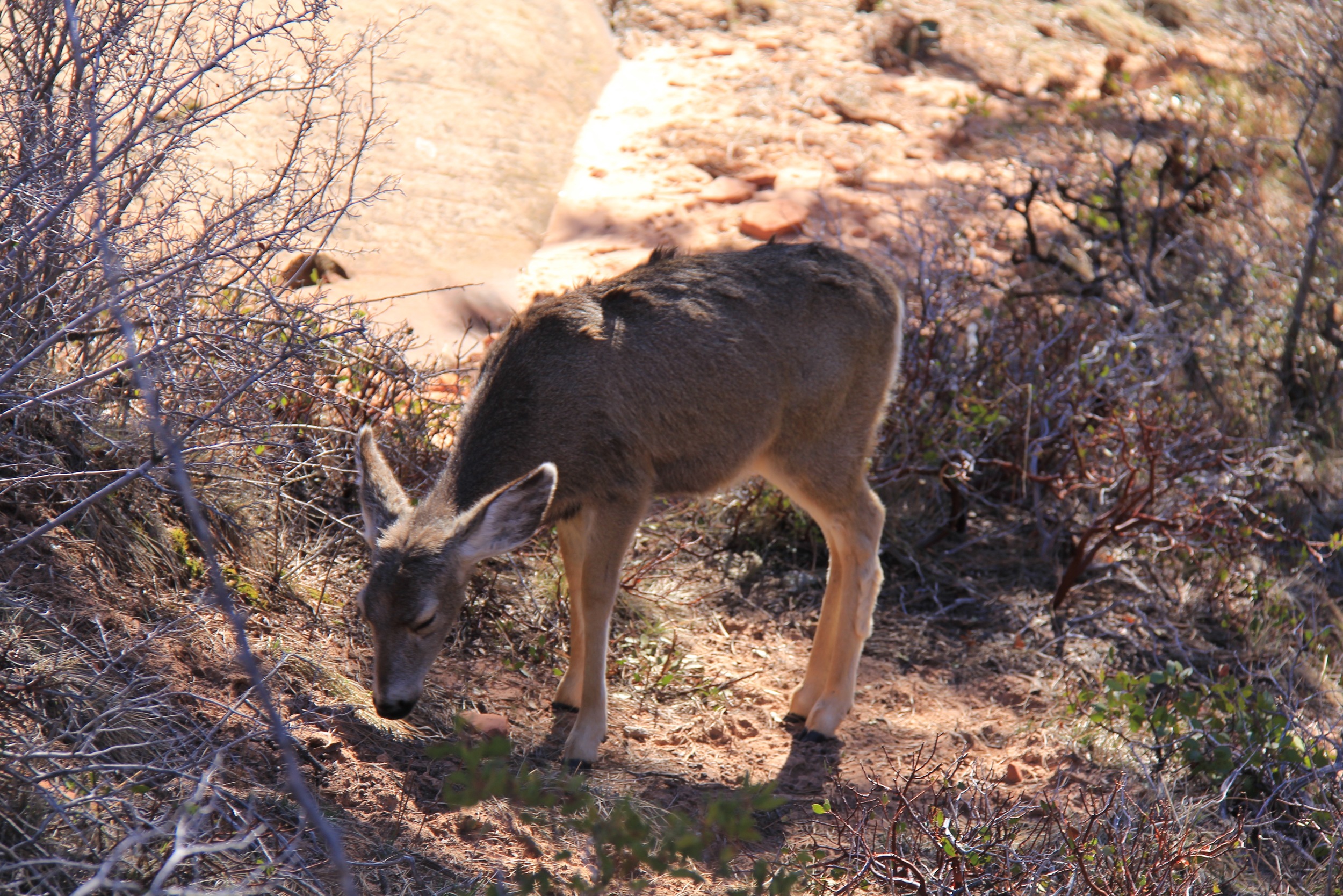  Deer! Spotted roadside. 