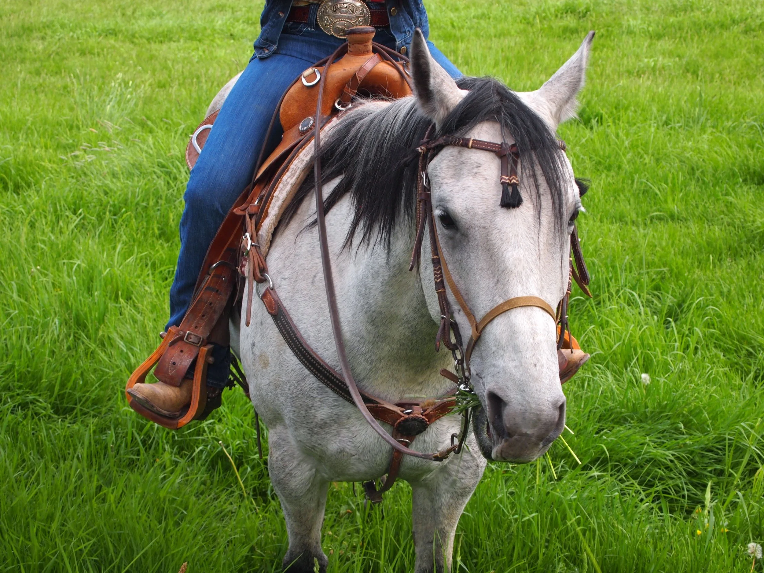 Learning about horses with Flathead Lake Lodge's head wrangler and her fairytale horse.