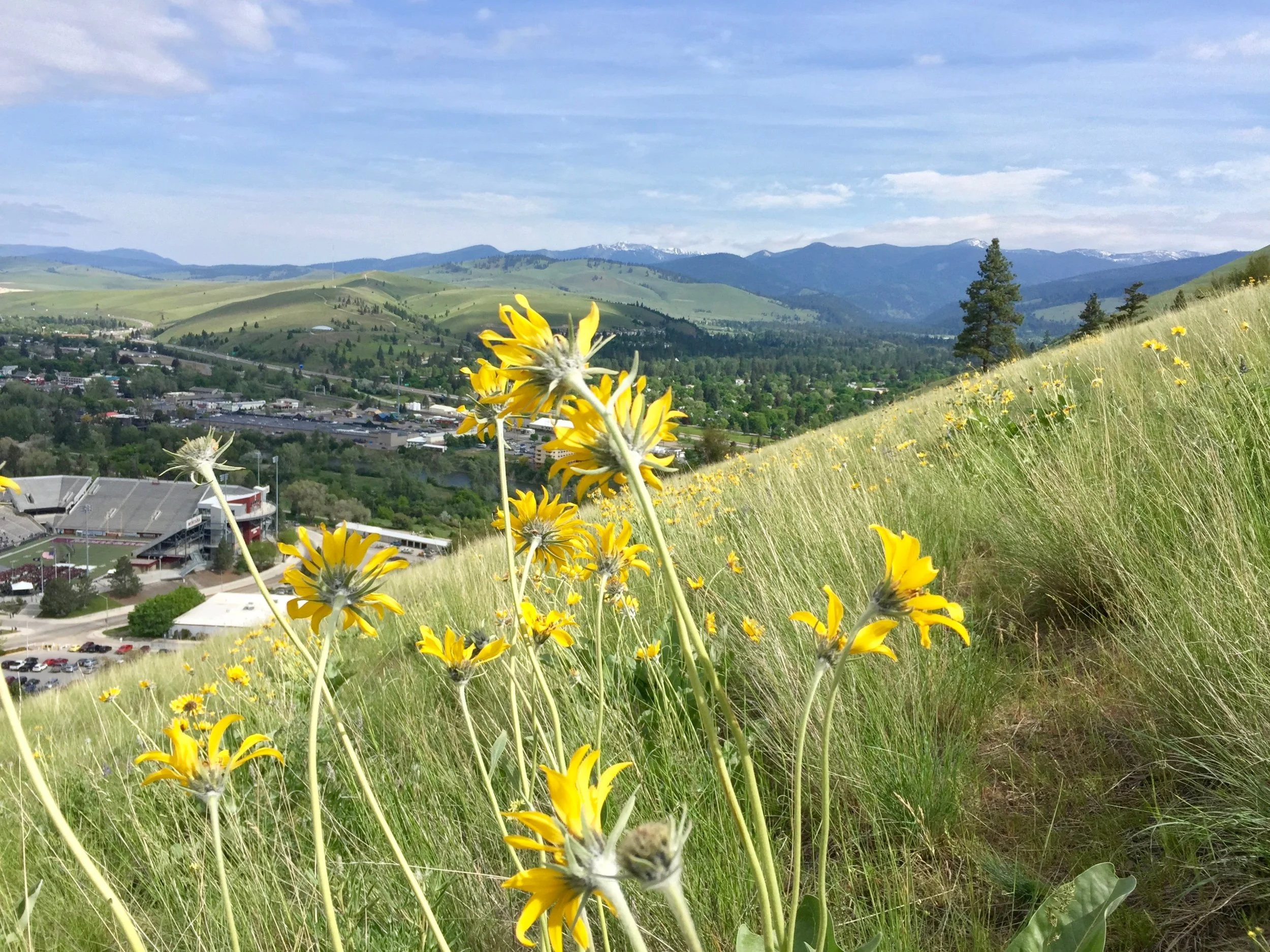Wildflowers and views for miles while hiking to the M {see the tiny "M" in the background of the previous photo} etched into Mount Sentinel.
