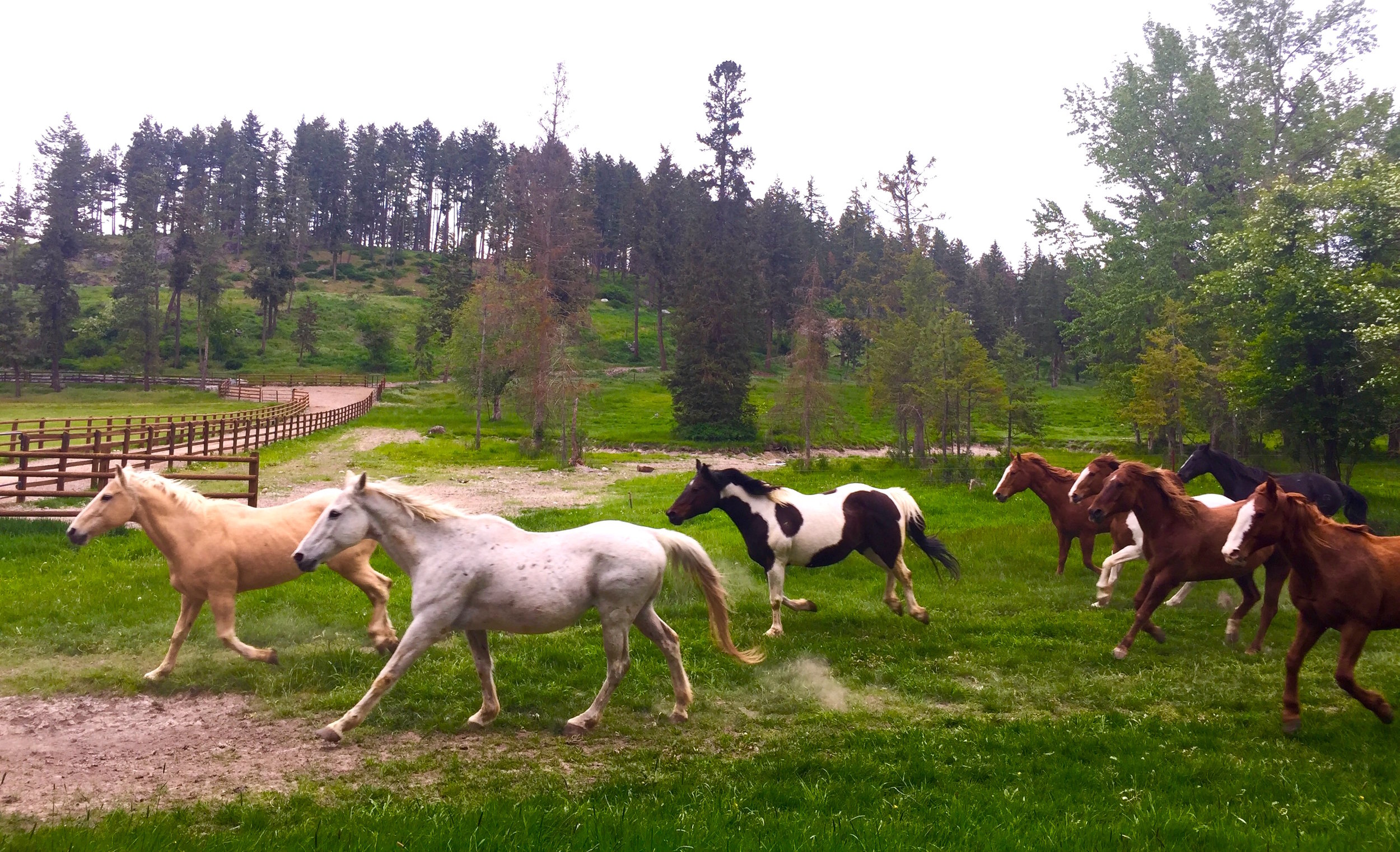  Stampede! Welcome to Flathead Lake Lodge, a dude ranch and waterfront retreat that's so authentically "western,"&nbsp;you wonder if Clint Eastwood will ride by on a horse. 