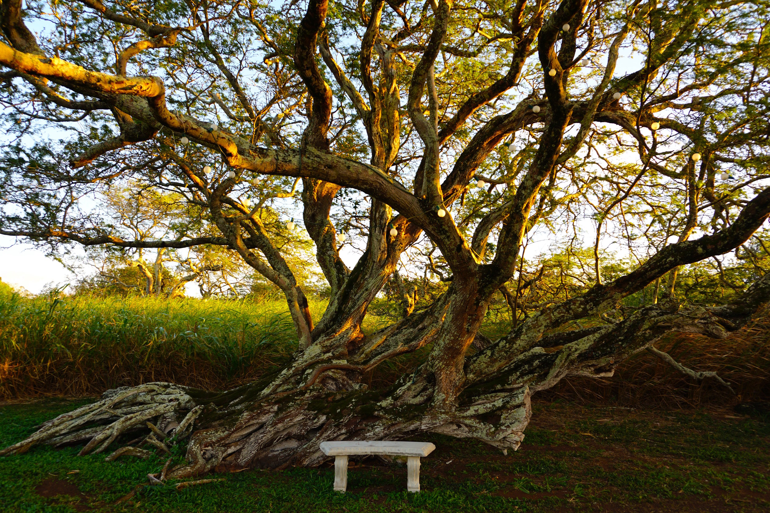 Photoshoot-ready tree