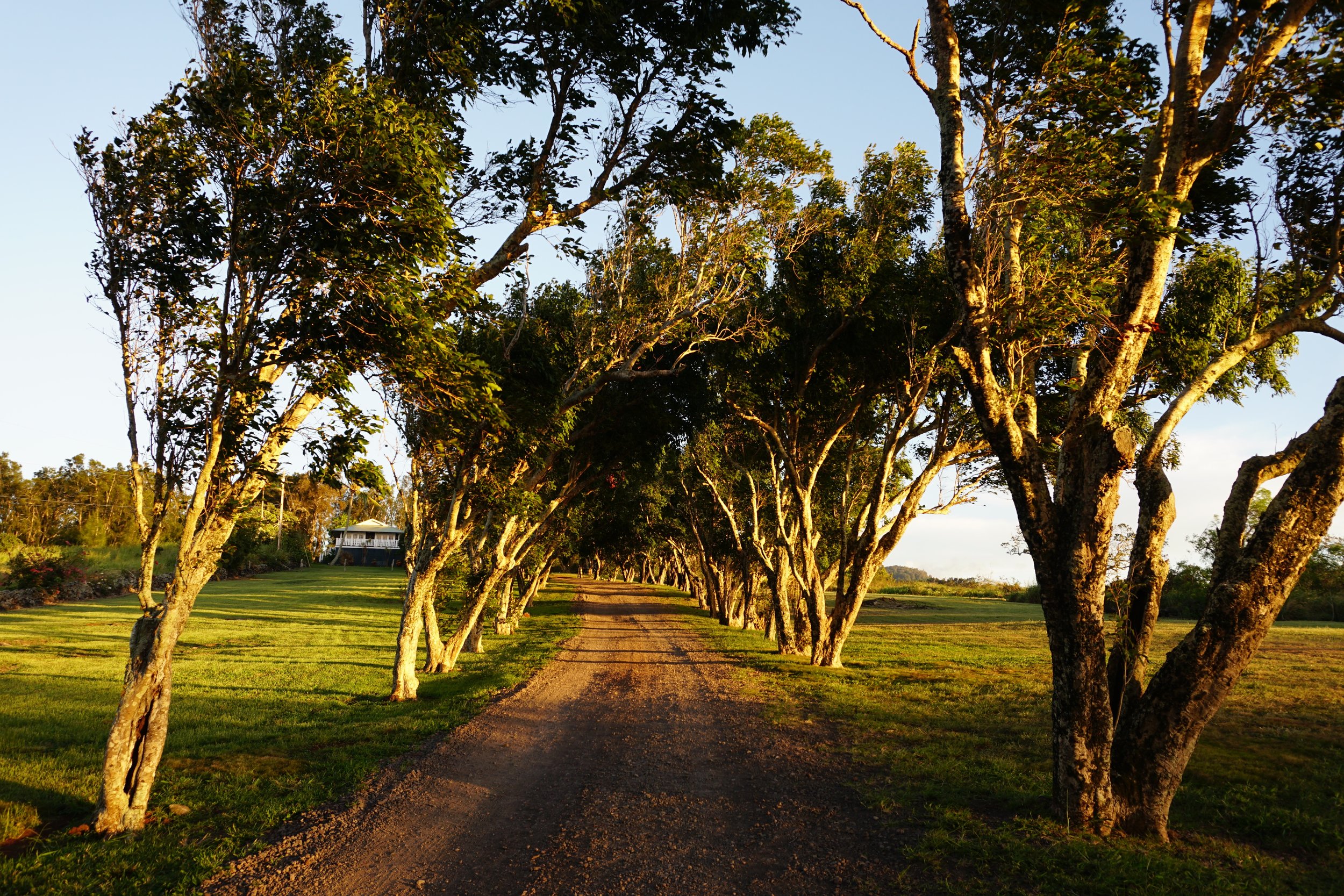 The tree-lined path to Yoshi's House