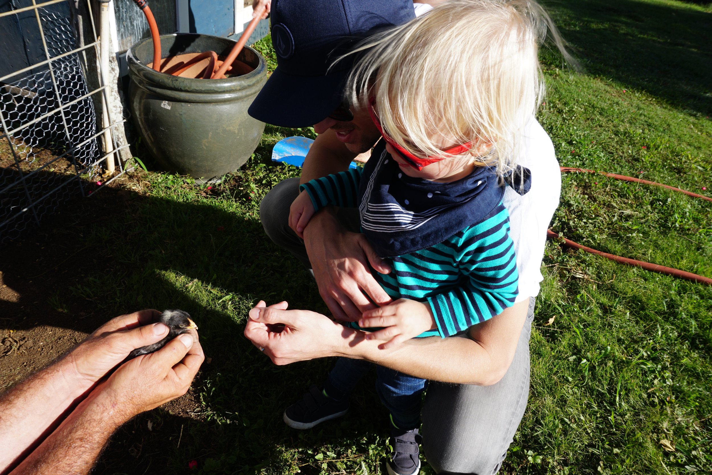 Blue Styler meeting one of the little chicks
