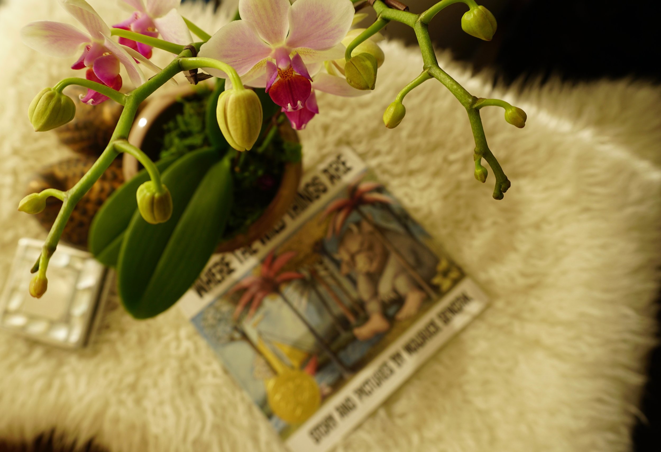 This book! { Where The Wild Things Are }