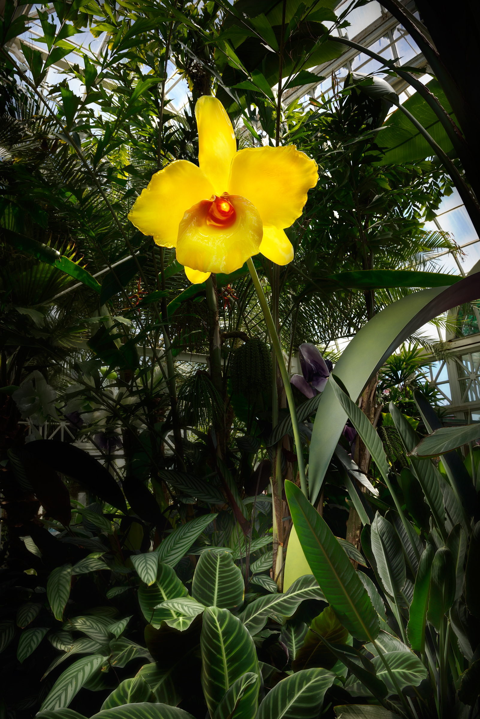 Yellow Cattleya Orchid