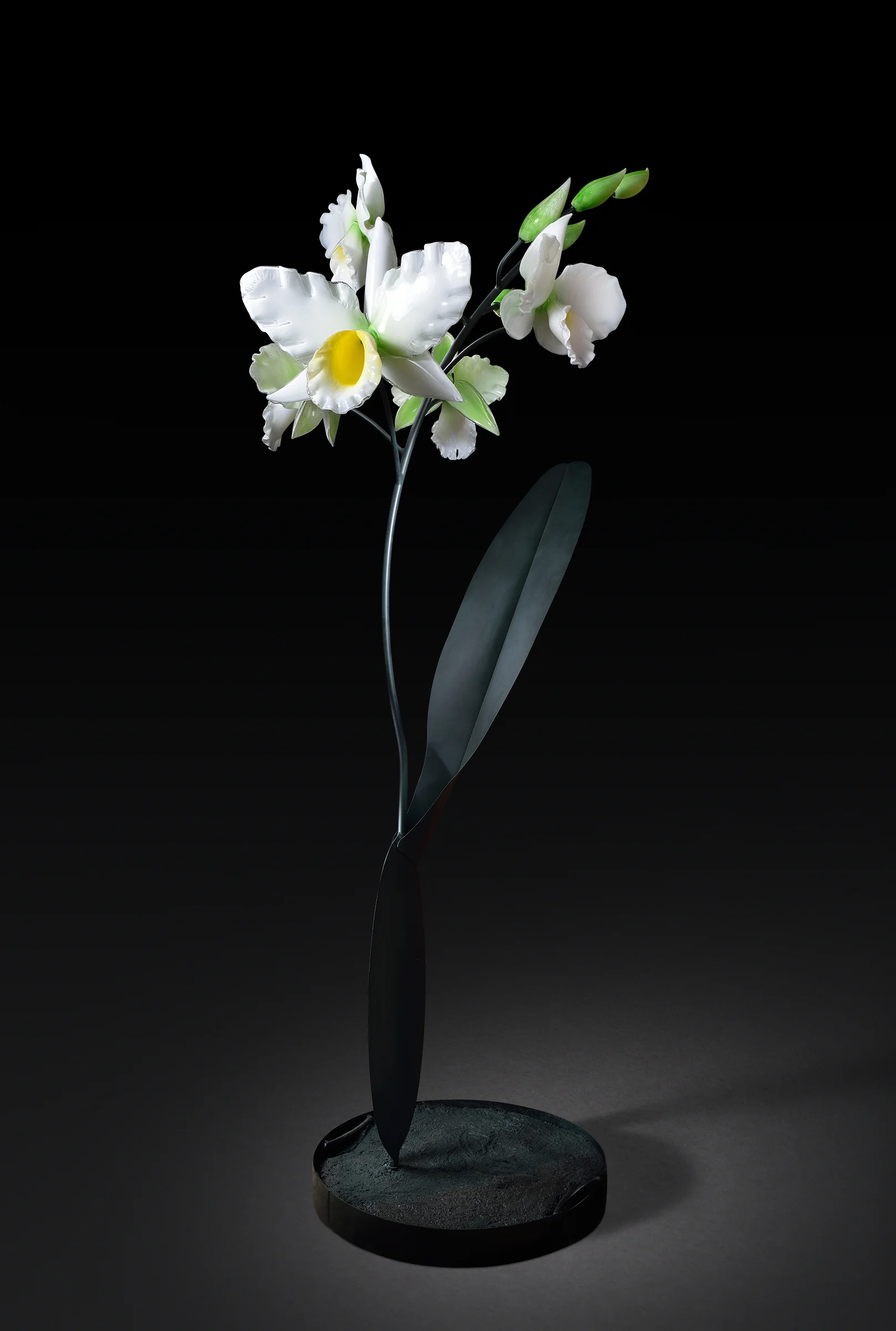 Orchid-14-v2.jpg